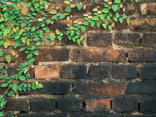 Green Creeper Plant On Brick wall