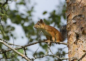 animal