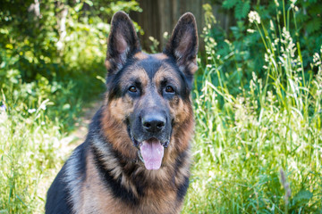 Dog german shepherd and grass around in a summer