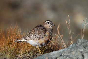 animal