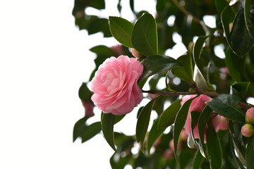 乙女椿　Camellia japonica