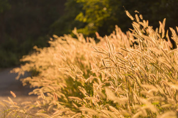 silhouette tropical grass flower on sunset background.