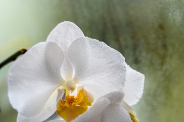 white orchid on a green background at a rainy window