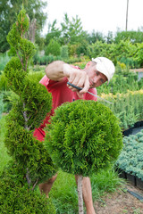Pruning Plants Close Up. Professional Gardener Pruning conifers