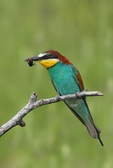 animal