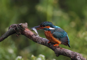 animal