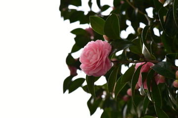 乙女椿　Camellia japonica