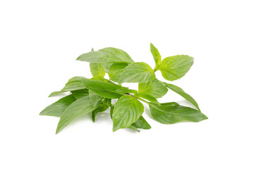 Obraz premium Fresh basil leaves isolated on white background.