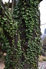 Fototapeta premium 木に絡まる葉