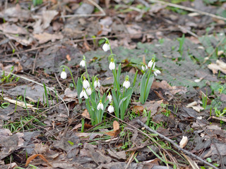 First Galanthus woronowii, green snowdrop or Woronow's snowdrop