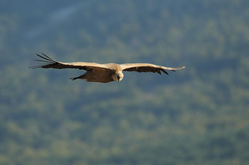 animal