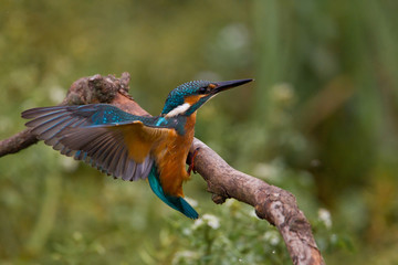 animal