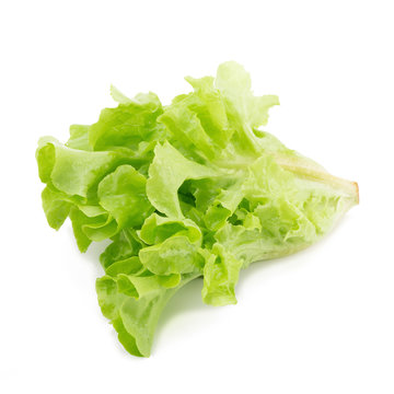 Green oak leaf lettuce isolated on white background.