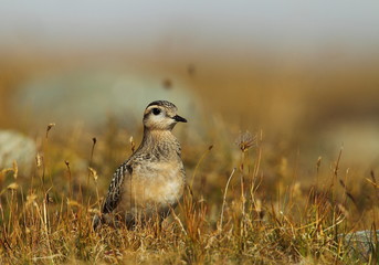 animal