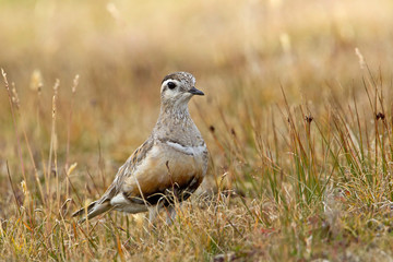 animal