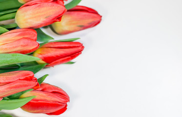 Red tulips isolated on white background - spring flowers post card