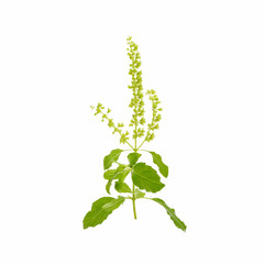 SACRED BASIL Holy Basil, Holy Basil,Ocimum sanctum isolate on white background.