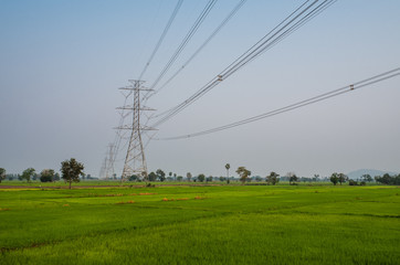 Electricity in rice field