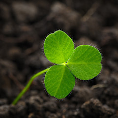 Closeup of fresh sprouts of grass clover. The symbol of the holiday St. Patrick's Day
