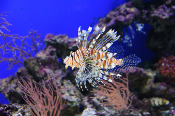 Fototapeta na wymiar Lionfish looking for a victim on the reef (Scorpionfish)