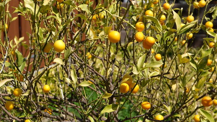 Orange citrus fruits on a tree in early spring 