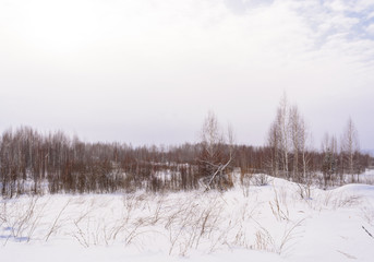 winter forest covered with snow. tinted