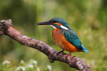 animal