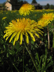 Beauty in nature