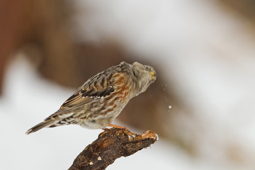 animal