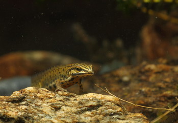 animal