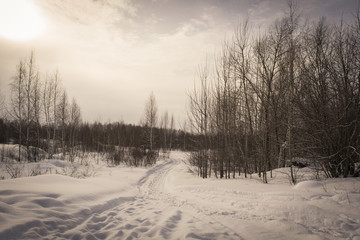 winter forest covered with snow. tinted