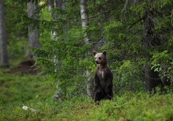 Naklejka premium animal