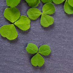 Closeup of fresh sprouts of grass clover. Symbol of the holiday St. Patrick's Day. The leaves on...