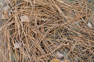 pine needles texture background