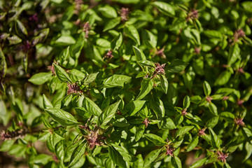 Obraz premium Green and healthy basil seedling plant growing in organic garden soil close up