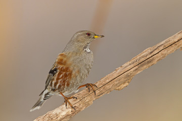 animal