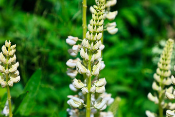 White lupins