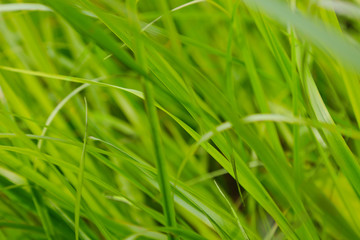 Grass on a ground level