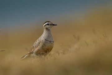 animal