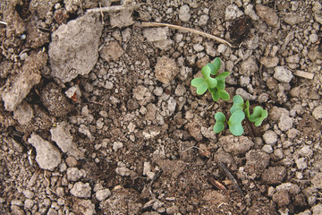 Spring and early seedlings. Low sprouts grown.
