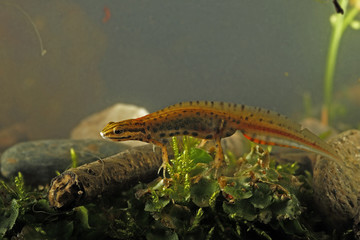 animal