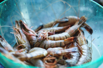 Fresh cold raw shrimps close-up, background, top view