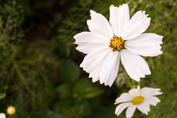 Close-up,Beautiful white flower in garden,process color