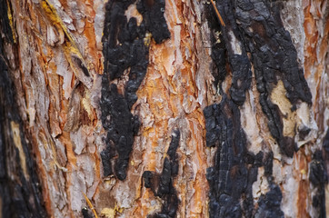 wood background bark texture