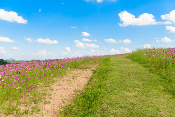 Cosmos flowers blooming