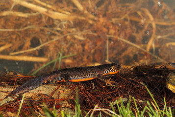 animal