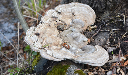 Gray large fungus tinder, medicament