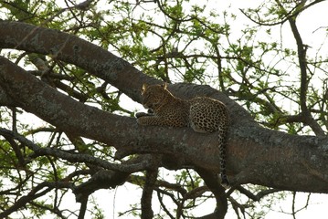 Fototapeta na wymiar Leopard on a branch, Serengeti National Park, Tanzania