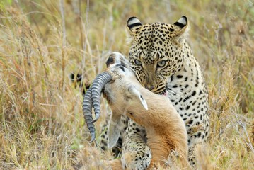 Leopard catching a prey, Serengeti National Park, Tanzania