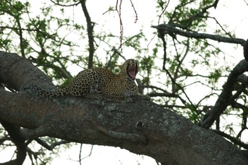 Fototapeta na wymiar Leopard on a branch, Serengeti National Park, Tanzania
